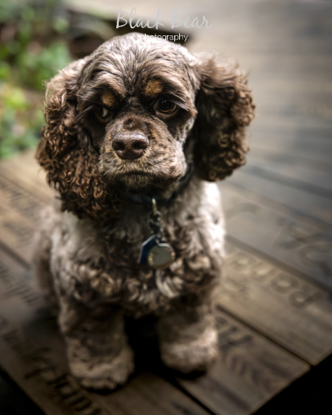 Dog_portrait-5