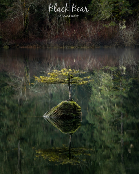 Fairy lake tree