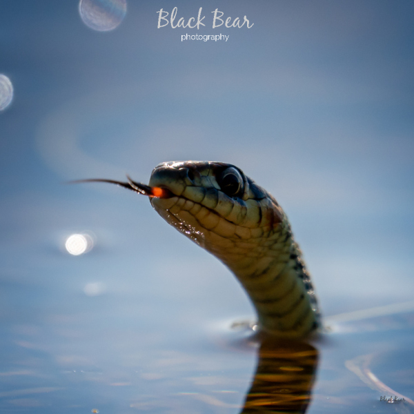 Sun infused garter snake