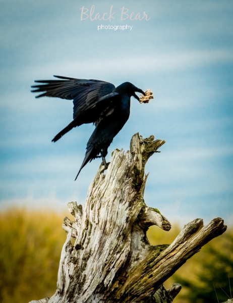 Playfull Crow