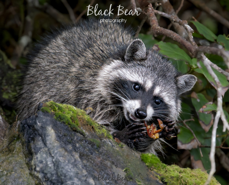 Vancouver island racoon enjoying a crab