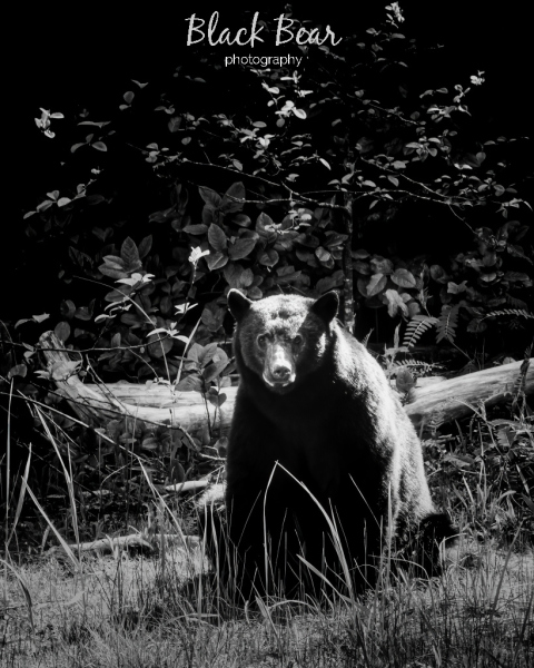 Hello Bear!