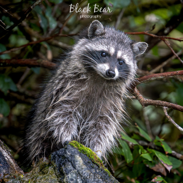 Racoon vs kayak