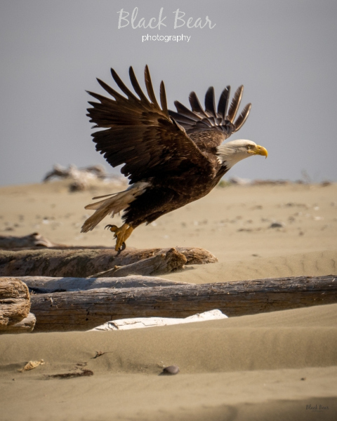 Eagle in the dunes