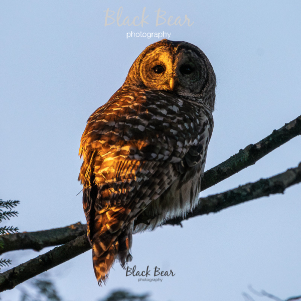 Glowing owl