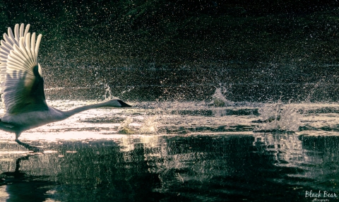 A splash of swan