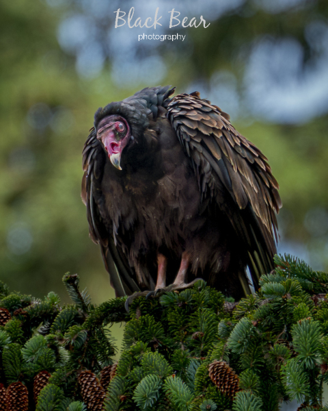 Turkey Vulcher