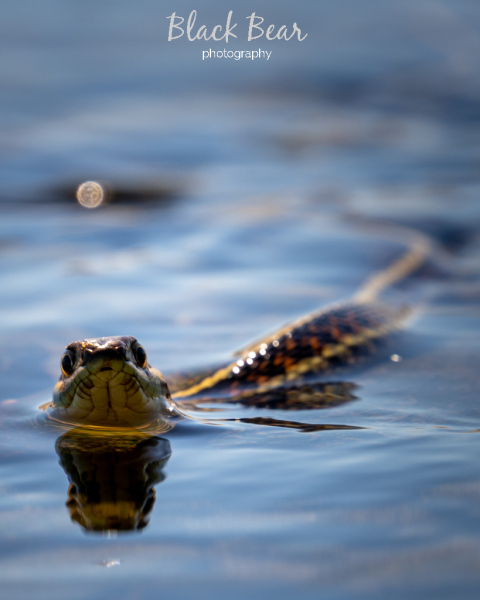 Amphibious