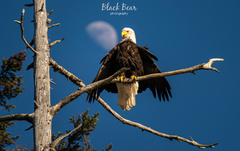 The Eagle has landed!