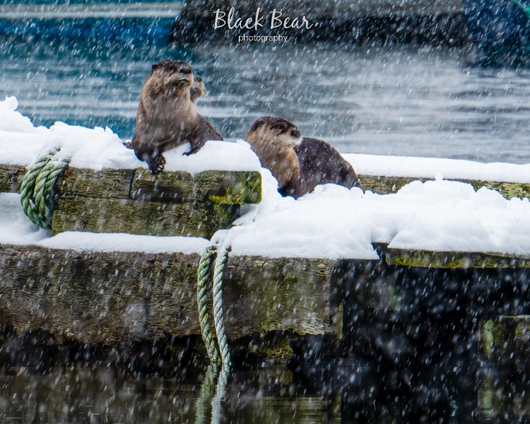 River otters in the snow