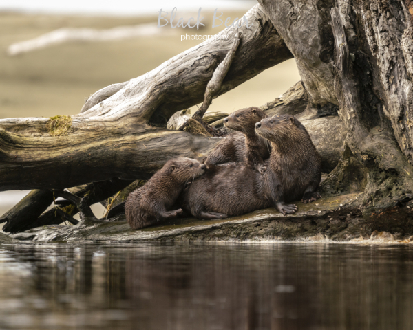 Disney Otters