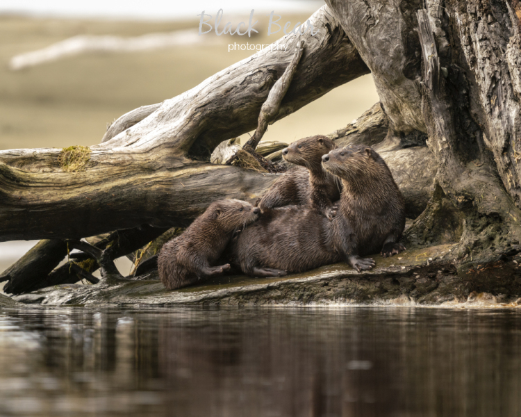 Disney Otters