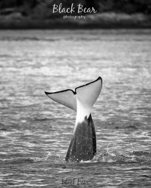 Orcas on the doorstep