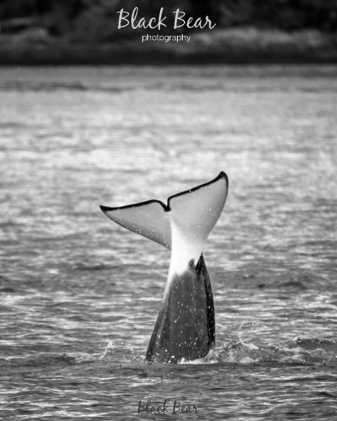Orcas on the doorstep