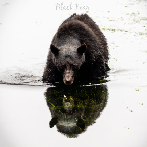 Broken reflection
