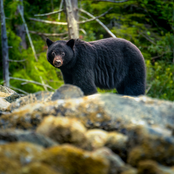 Pretty bear