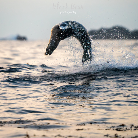 California Sealion on the hunt