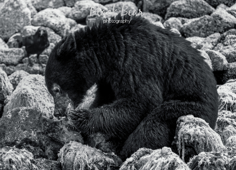 Coastal black bear enjoying a red rock crab