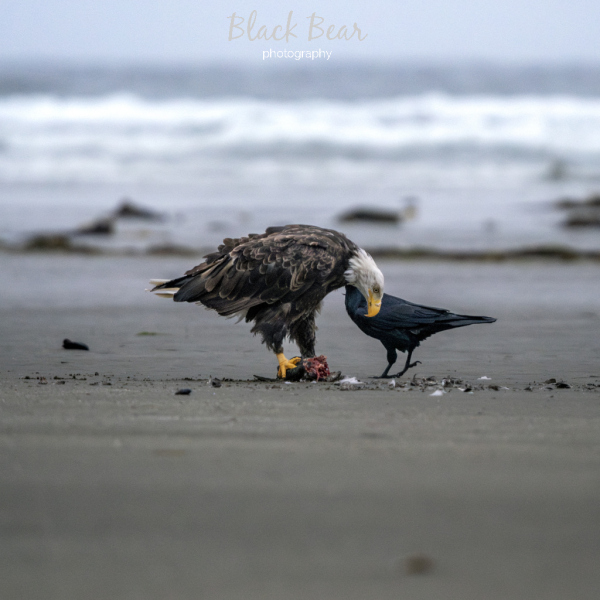A crow for breakfast