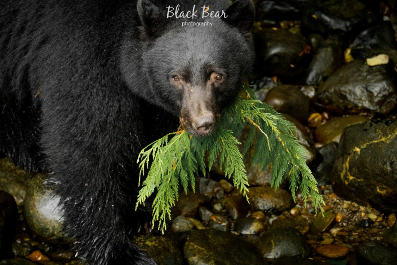 Black Bear at fish hatchery