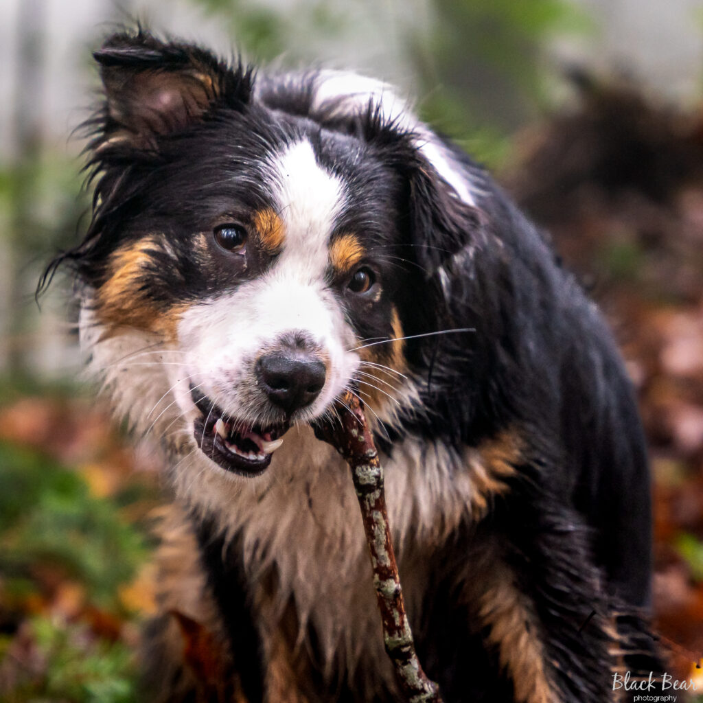 Dog portrait photography in Tofino